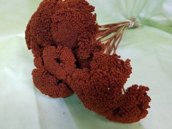 AHILEEA CCA 150 GR MARO