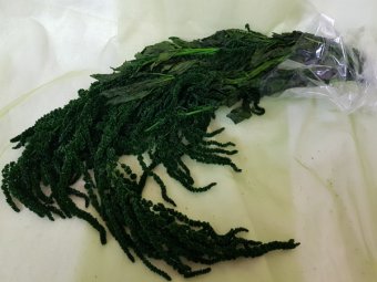 AMARANTHUS CADENTE 200- 400GR VERDE INCHIS STABILIZAT