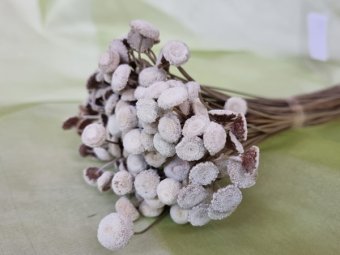 BOTAO ALB NATUR CCA 80GR 