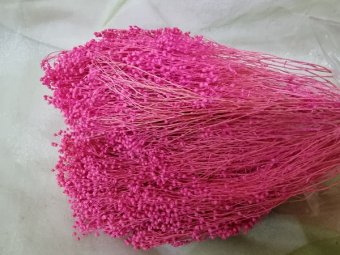 BROOM BLOOM  CCA 80-100GR FILDER (18)                                        