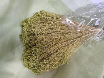 BROOM BLOOM  CCA 80-100GR KIWI (24)                                        