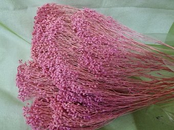 BROOM BLOOM  CCA 80-100GR LILA (33)                                        