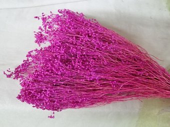 BROOM BLOOM  CCA 80-100GR LAVANDA(31)                                        