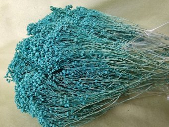 BROOM BLOOM  CCA 80-100GR TURQUOISE (28)                                          