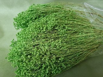 BROOM BLOOM  CCA 80-100GR VERDE  CRUD (20)                                         