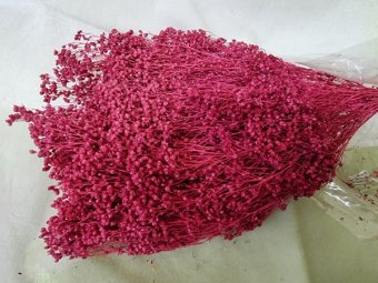 BROOM BLOOM  CCA 80-100GR BORDO(CA)                                        