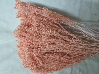 BROOM BLOOM 80-100GR  PEACH FUZZY            