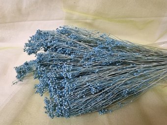 BROOM BLOOM CCA 80-100GR BLUE PAL                                              