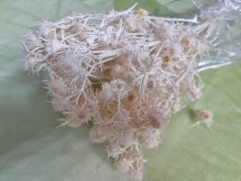 CIULINI  100 GR ALBIT