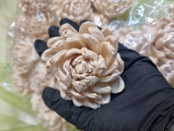 FLORI MING CRIZANTEME 6 BUC 8CM