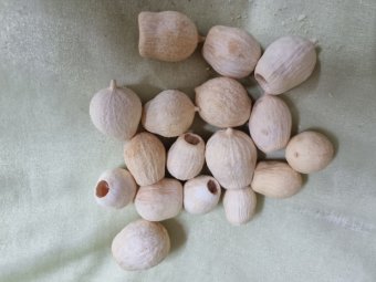 FRUCTE EUCALIPT  ALBITE