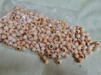 FRUCTE EUCALIPT MINI ALBITE