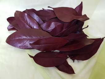 FRUNZE STABILIZATE DE MAGNOLIE BORDO 