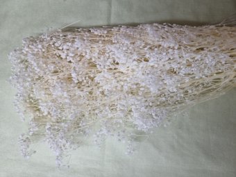 GIPSOPHILA STABILIZATA  ALBITA
