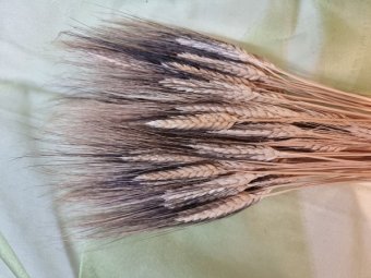 GRAU NATUR CU BARBA NEAGRA 400 GR H 80CM