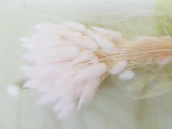 LAGURUS 50 GR ALB 1