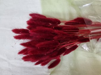 LAGURUS 50 GR BORDO 