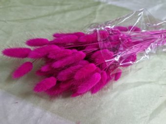 LAGURUS 50 GR MAGENTA 19