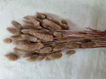 LAGURUS 50 GR MARO 15