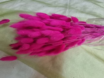 LAGURUS CCA 100GR FUCSIA