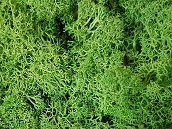 LICHENI STABILIZATI CCA 500GR VERDE DESCHIS 054
