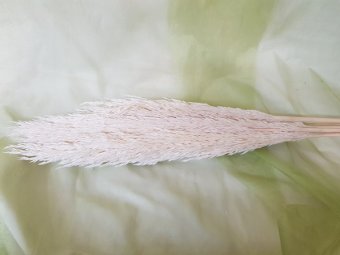 PAMPAS  120CM X5 BUC ALB
