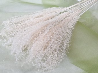 PAMPAS MISCHANTUS ALBIT