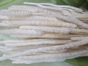 PHLEUM 100 GR ALB