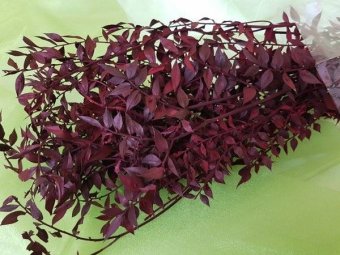 RUSCUS CCA 1KG BORDO