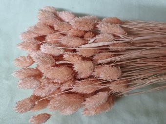 TALARIS 100GR  PEACH FUZZY            