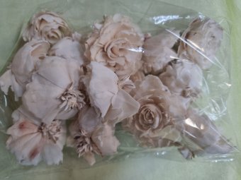 TRANDAFIRI MING 6 CM 12BUC 