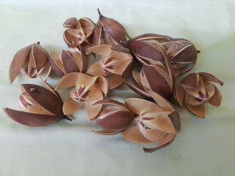 WILD LILY 12 BUC NATUR