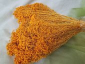 BROOM BLOOM  CCA 80-100GR APRICOT(CA)                                        