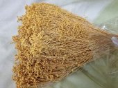 BROOM BLOOM  CCA 80-100GR GALBEN(4)                                        