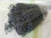 BROOM BLOOM  100GR GRI                                               