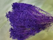 BROOM BLOOM  CCA 80-100GR INDIGO(32)                                        