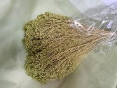 BROOM BLOOM  CCA 80-100GR KIWI (24)                                        