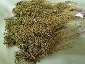 BROOM BLOOM  CCA 80-100GR KAKY                                     