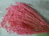 BROOM BLOOM  80-100GR  ROZ ANTIC (35)                                      