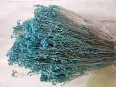 BROOM BLOOM  CCA 80-100GR TIFFANY (26)                                          