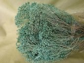 BROOM BLOOM  CCA 80-100GR TIFFANY (26)                                          