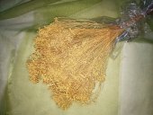 BROOM BLOOM  CCA 80-100GR VANILLA (3)                                        