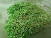 BROOM BLOOM  CCA 80-100GR VERDE  CRUD (20)                                         