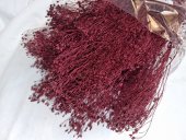 BROOM BLOOM  CCA 80-100GR BORDO