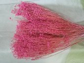 BROOM BLOOM  CCA 80-100GR LILA (33)                                        