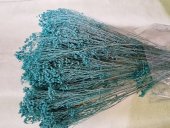 BROOM BLOOM 80-100GR  AQUA (27)                                     