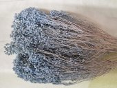 BROOM BLOOM CCA 80-100GR BLUE PAL                                              