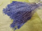 BROOM BLOOM  CCA 80-100GR LAVANDA