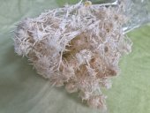 CIULINI  100 GR ALBIT