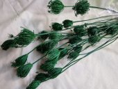 FENNEL  100 GR VERDE